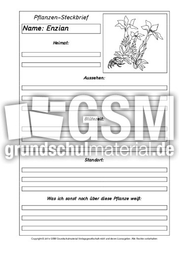 Pflanzensteckbriefvorlage-Enzian-SW.pdf